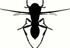 Insect (2) vinyl decal